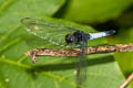 Lesser Blue Skimmer Orthetrum triangulare (Blue-tailed Forest Hawk, Triangle Skimmer)