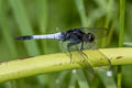 Lesser Blue Skimmer Orthetrum triangulare (Blue-tailed Forest Hawk, Triangle Skimmer)