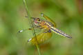 Blue-tailed Yellow Skimmer Palpopleura sexmaculata (Asian Widow)