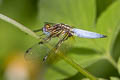 Blue-tailed Yellow Skimmer Palpopleura sexmaculata (Asian Widow)