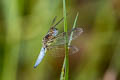 Blue-tailed Yellow Skimmer Palpopleura sexmaculata (Asian Widow)