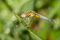 Blue-tailed Yellow Skimmer Palpopleura sexmaculata (Asian Widow)