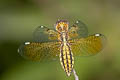 Blue-tailed Yellow Skimmer Palpopleura sexmaculata (Asian Widow)