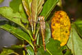 Wandering Glider Pantala flavescens (Globe Skimmer)