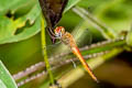 Wandering Glider Pantala flavescens (Globe Skimmer)