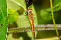 Wandering Glider Pantala flavescens (Globe Skimmer)