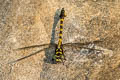 Yellow-banded Hooktail Paragomphus capricornis 