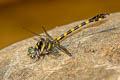 Yellow-banded Hooktail Paragomphus capricornis 