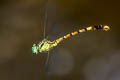 Phaenandrogomphus asthenes