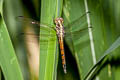 Yellow-tailed Sahy Skimmer Potamarcha congener (Blue Chaser)