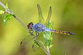 Yellow-tailed Sahy Skimmer Potamarcha congener (Blue Chaser)