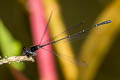 Black Threadtail Prodasineura autumnalis