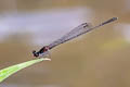 Black Threadtail Prodasineura autumnalis