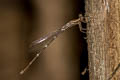 Protosticta grandis
