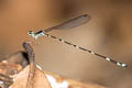 Khao Soi Dao Forest Damsel Protosticta khaosoidaoensis