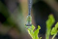 Blue-headed Sprite Pseudagrion australasiae (Look-alike Sprite)