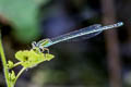 Blue-headed Sprite Pseudagrion australasiae (Look-alike Sprite)