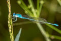 Blue Sprite Pseudagrion microcephalum