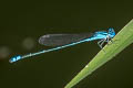 Blue Sprite Pseudagrion microcephalum