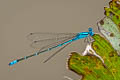 Blue Sprite Pseudagrion microcephalum