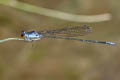 Grey Sprite Pseudagrion pruinosum 