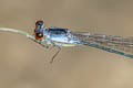 Pseudagrion sp.