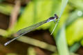 Grey Sprite Pseudagrion pruinosum 