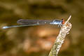 Grey Sprite Pseudagrion pruinosum 