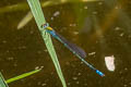 Saffron-faced Blue Dart Pseudagrion rubriceps (Orange-faced Sprite, Red-headed Sprite)