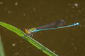 Saffron-faced Blue Dart Pseudagrion rubriceps (Orange-faced Sprite, Red-headed Sprite)