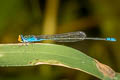 Saffron-faced Blue Dart Pseudagrion rubriceps (Orange-faced Sprite, Red-headed Sprite)