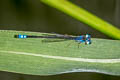 Saffron-faced Blue Dart Pseudagrion rubriceps (Orange-faced Sprite, Red-headed Sprite)