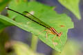 Black-kneed Featherlegs Pseudocopera ciliata 