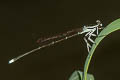 Black-kneed Featherlegs Pseudocopera ciliata 