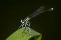 Black-kneed Featherlegs Pseudocopera ciliata 