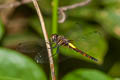 Banded Skimmer Pseudothemis jorina (Yellow-banded Skimmer)