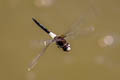 Banded Skimmer Pseudothemis jorina (Yellow-banded Skimmer)