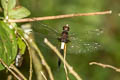 Banded Skimmer Pseudothemis jorina (Yellow-banded Skimmer)