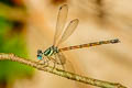 Rhinagrion mima