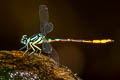 Rhinagrion viridatum 