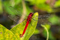 Spine-legged Redbolt Rhodothemis rufa (Ruby Darter, Rufous Marsh Glider)