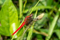 Spine-legged Redbolt Rhodothemis rufa (Ruby Darter, Rufous Marsh Glider)