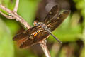 Bronze Flutterer Rhyothemis obsolescens (Variegated Plain Skimmer, Dusky Flutterer)