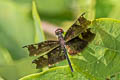 Bronze Flutterer Rhyothemis obsolescens (Variegated Plain Skimmer, Dusky Flutterer)