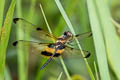 Yellow-barred Flutterer Rhyothemis phyllis (Yellow-striped Flutterer)