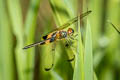 Yellow-barred Flutterer Rhyothemis phyllis (Yellow-striped Flutterer)