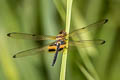 Yellow-barred Flutterer Rhyothemis phyllis (Yellow-striped Flutterer)