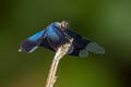 Greater Blue-wing