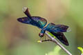 Greater Blue-wing