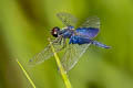 Sapphire Flutterer Rhyothemis triangularis (Triangle Glider, Lesser Blue-wing)